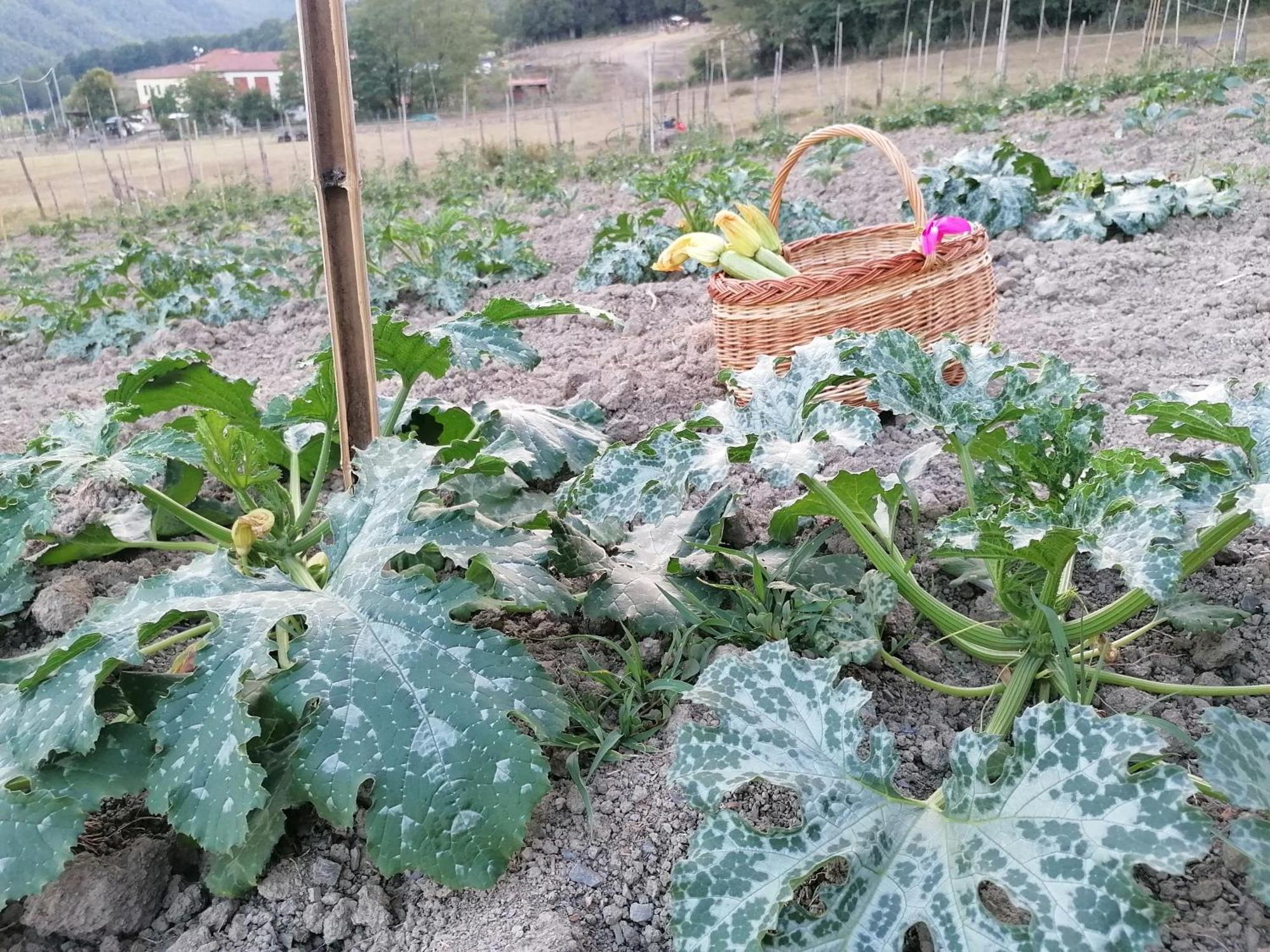 Vila Agriturismo Dei Legi San Pietro Vara Exteriér fotografie